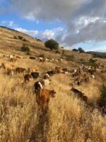 ⁦בואי להיות שותפה איתי בפרויקט בחוות הר בזק⁩ – תמונה ⁦5⁩